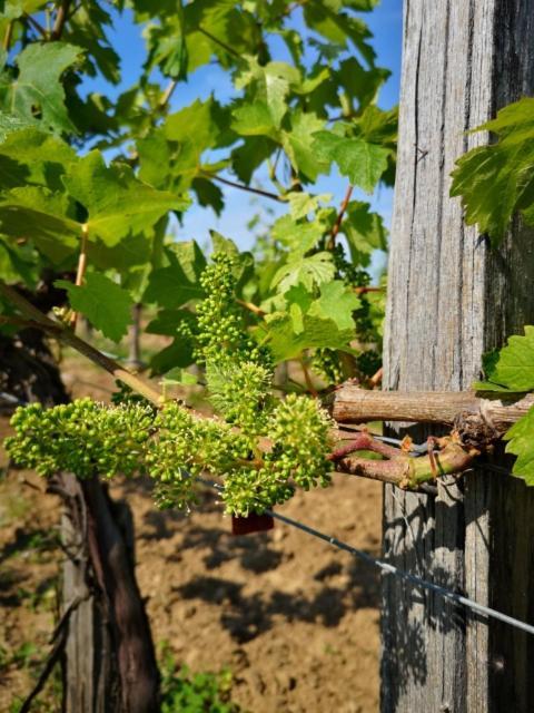 L Escale Des Vignes Gite Proche Saint Emilion Chateau Beynat Villa Buitenkant foto